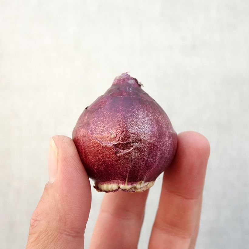 Esemplare di Giacinto Red Diamond - Hyacinthus Bulbo taglia 15/16 come consegnato in autunno