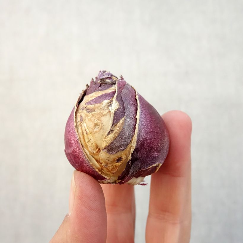 Esemplare di Giacinto Rosette - Hyacinthus Bulbo taglia 15/16 come consegnato in autunno