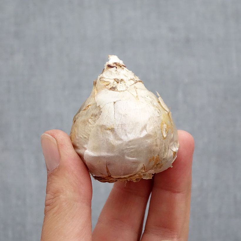 Esemplare di Giacinto Top White - Hyacinthus Bulbo taglia 18 come consegnato in autunno