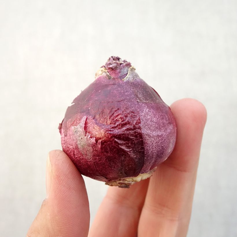 Esemplare di Giacinto Twin Pearl - Hyacinthus Bulbo taglia 15+ come consegnato in autunno