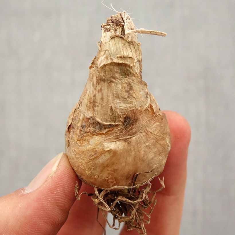 Galtonia candicans - Ornitogallo Bulbo taglia 16/18 esemplare consegnato in primavera