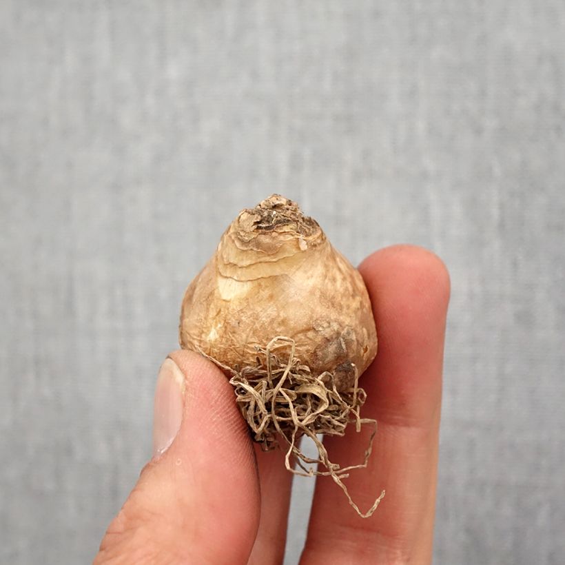 Galtonia viridiflora - Ornitogallo Bulbo taglia 14 esemplare consegnato in primavera