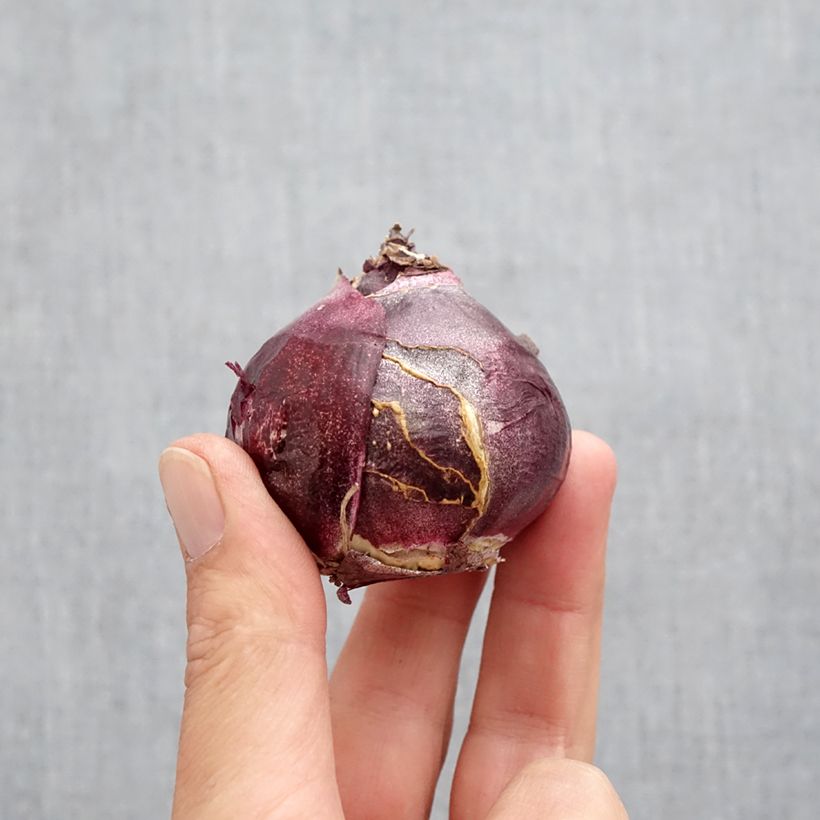 Esemplare di Giacinto Jan Bos - Hyacinthus Bulbo taglia 19+ come consegnato in autunno