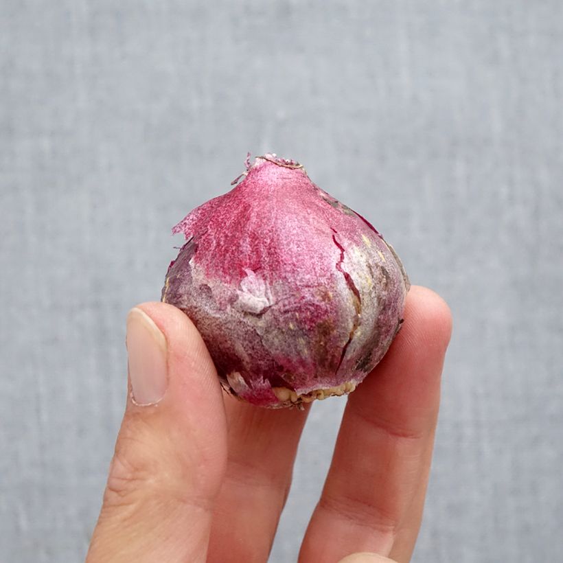 Esemplare di Giacinto Midnight Sky - Hyacinthus Bulbo taglia 14/15 come consegnato in autunno