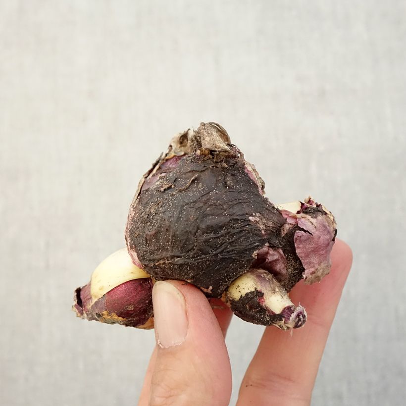 Esemplare di Giacinto Multiflora Blue - Hyacinthus Bulbo taglia I come consegnato in autunno