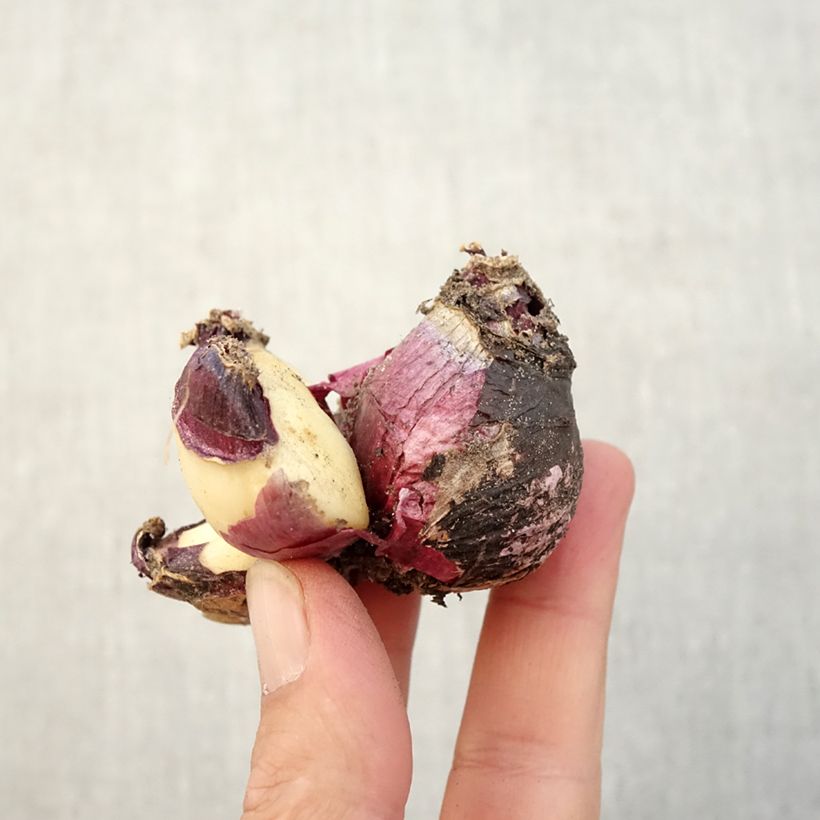 Esemplare di Giacinto Multiflora Pink - Hyacinthus Bulbo taglia I come consegnato in autunno