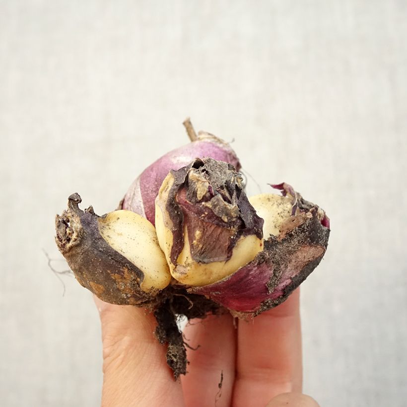 Esemplare di Giacinto Multiflora Red - Hyacinthus Bulbo taglia I come consegnato in autunno