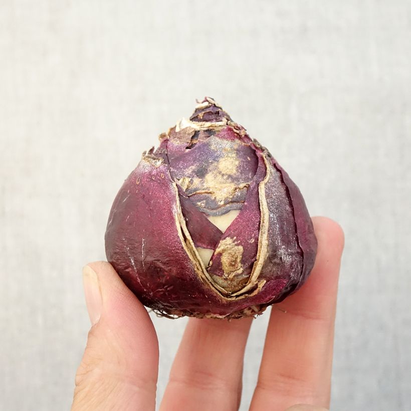 Esemplare di Giacinto Pink Pearl - Hyacinthus Bulbo taglia 17+ come consegnato in autunno