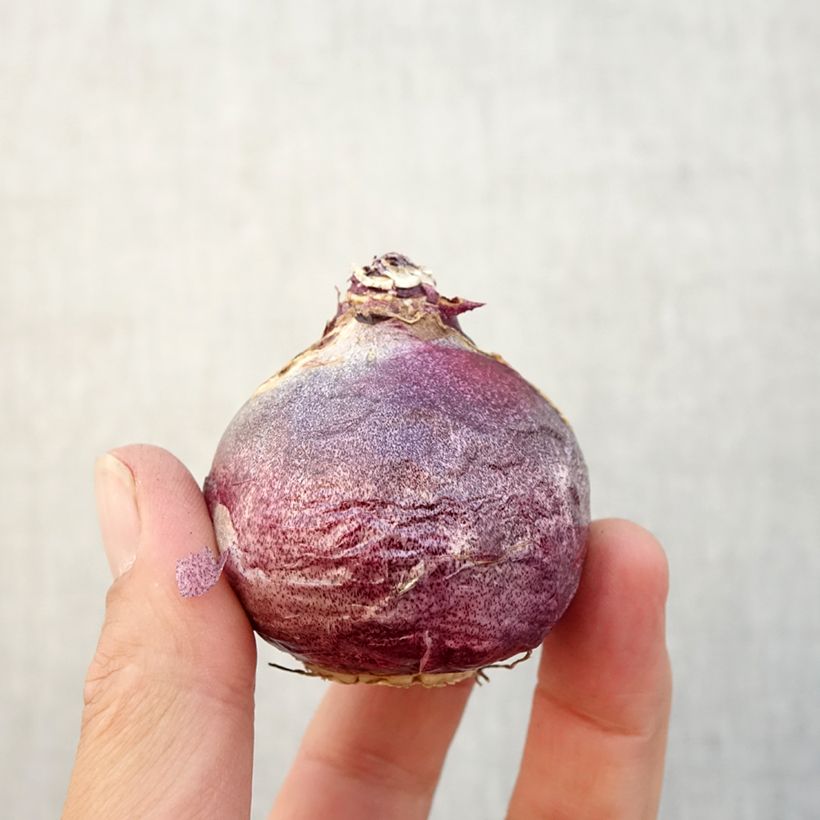 Esemplare di Giacinto Rembrandt - Hyacinthus Bulbo taglia 18/19 come consegnato in autunno