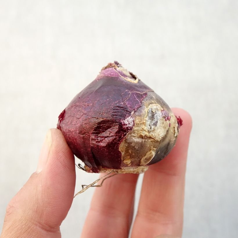 Esemplare di Giacinto Sweet Invitation - Hyacinthus Bulbo taglia 16/17 come consegnato in autunno