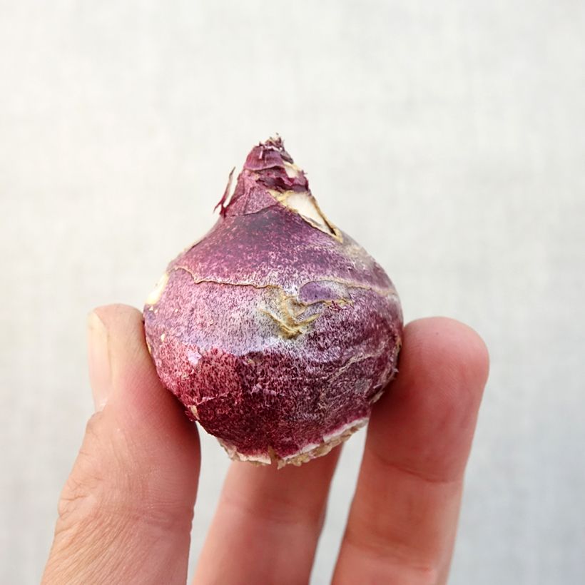 Esemplare di Giacinto Woodstock - Hyacinthus Bulbo size 18+ come consegnato in autunno