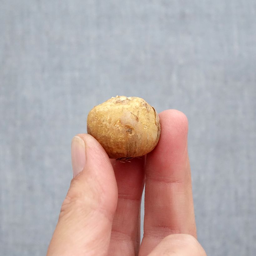 Esemplare di Hyacinthoides hispanica Mix - Giacinto a campanelle Bulbo taglia 10+ come consegnato in autunno