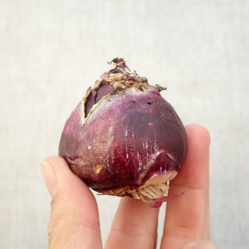 Esemplare di Giacinto Mix - Hyacinthus Bulbo taglia 17+ come consegnato in autunno