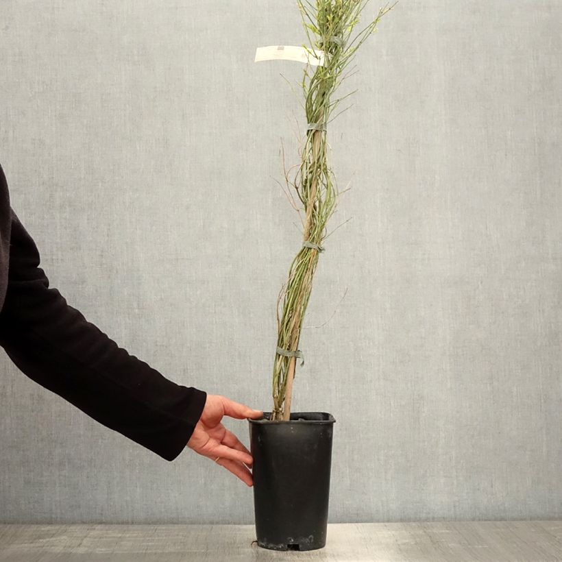 Jasminum beesianum - Gelsomino rosa Vaso da 2L/3L esemplare consegnato in primavera