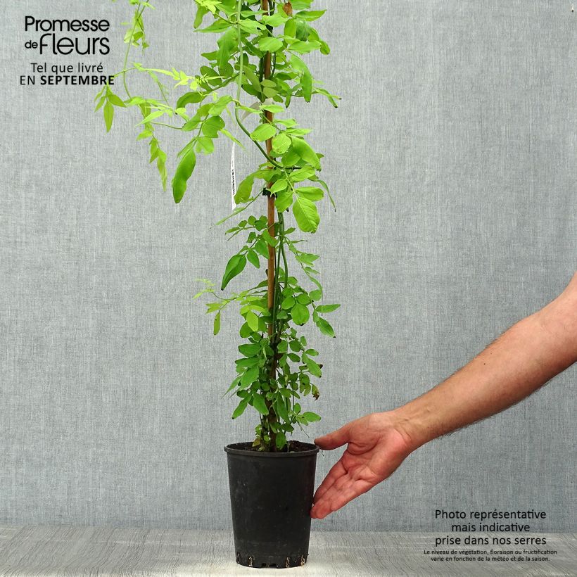 Esemplare di Jasminum officinalis Aureum - Gelsomino comune Vaso da 2L/3L come consegnato in autunno