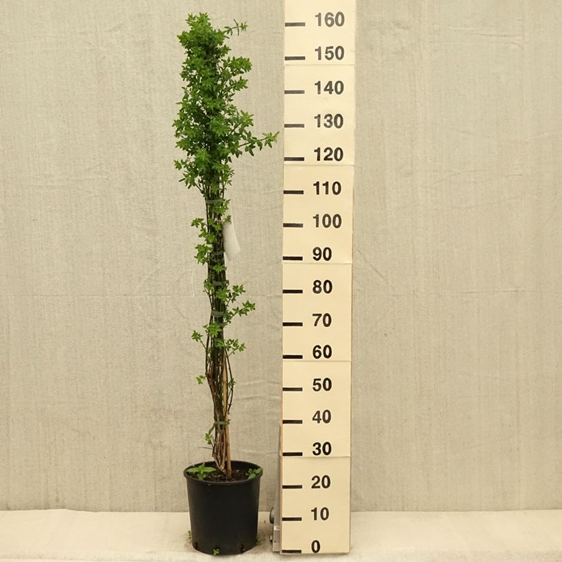 Jasminum nudiflorum - Gelsomino d'inverno Vaso da 7,5L/10L esemplare consegnato in primavera