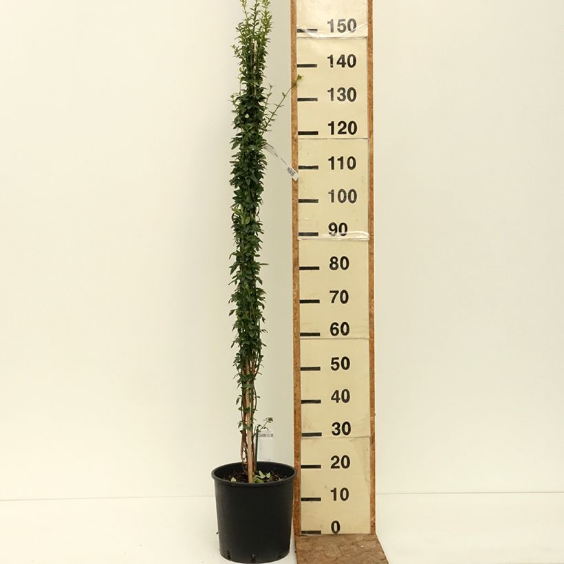 Esemplare di Jasminum nudiflorum - Gelsomino d'inverno Vaso da 2L/3L consegnato in estate