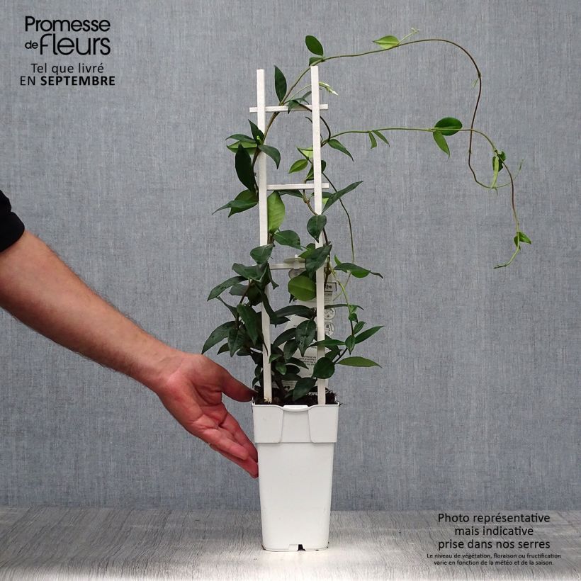 Esemplare di Trachelospermum jasminoïdes Star Of Venice - Falso gelsomino Vaso da 2L/3L come consegnato in autunno