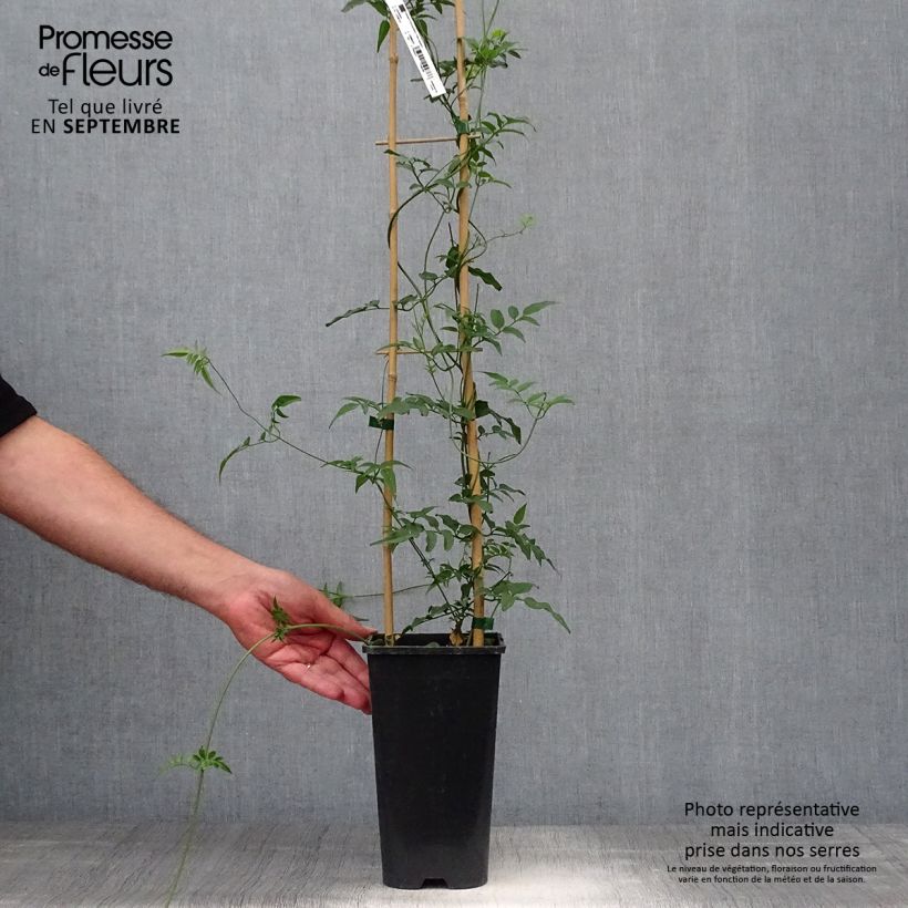 Esemplare di Jasminum polyanthum - Gelsomino marzolino Vaso da 2L/3L come consegnato in autunno