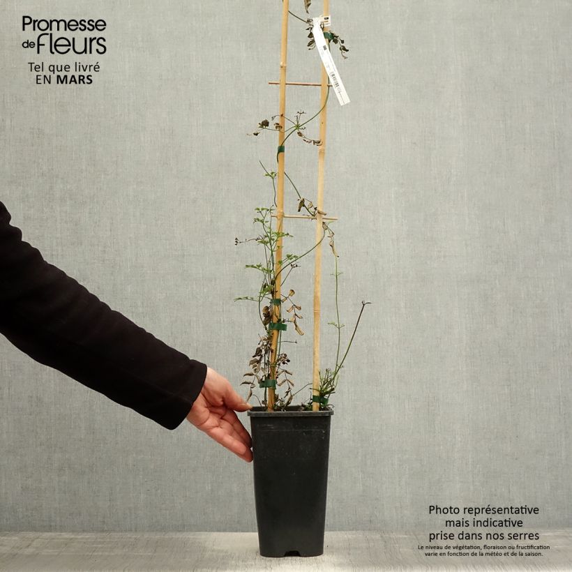 Example of Jasminum polyanthum - Gelsomino marzolino Vaso da 2L/3L as you get in printemps