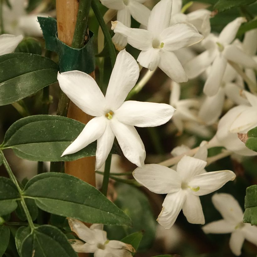 Jasminum polyanthum - Gelsomino marzolino (Flowering)