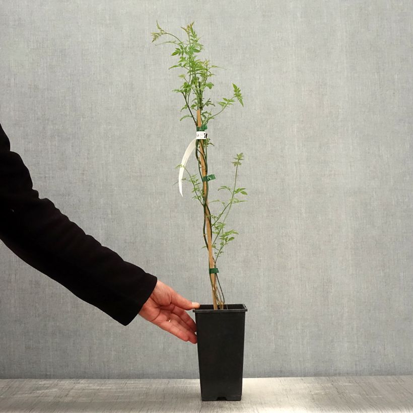 Example of Jasminum officinalis Affinis - Gelsomino comune Vaso da 1,5L/2L as you get in printemps