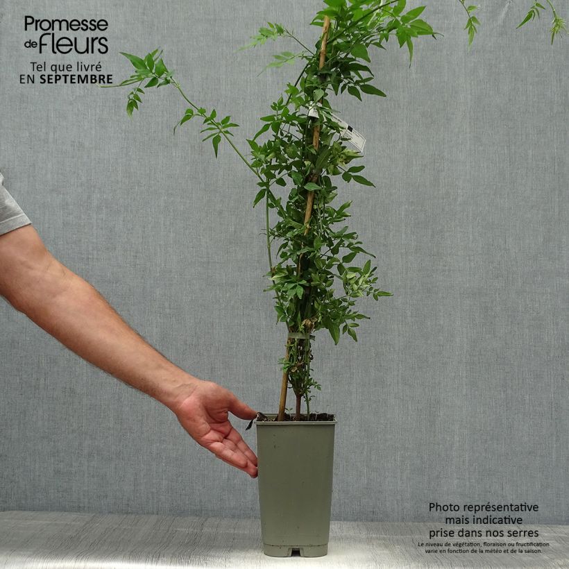 Esemplare di Jasminum officinalis Affinis - Gelsomino comune Vaso da 3L/4L come consegnato in autunno