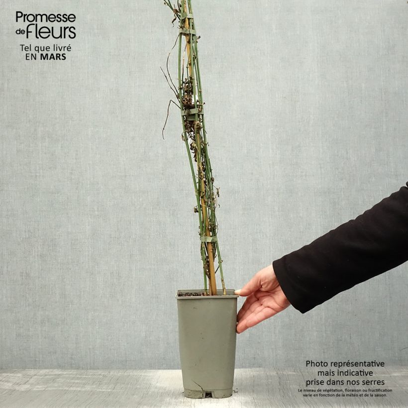 Example of Jasminum officinalis Affinis - Gelsomino comune Vaso da 3L/4L as you get in printemps