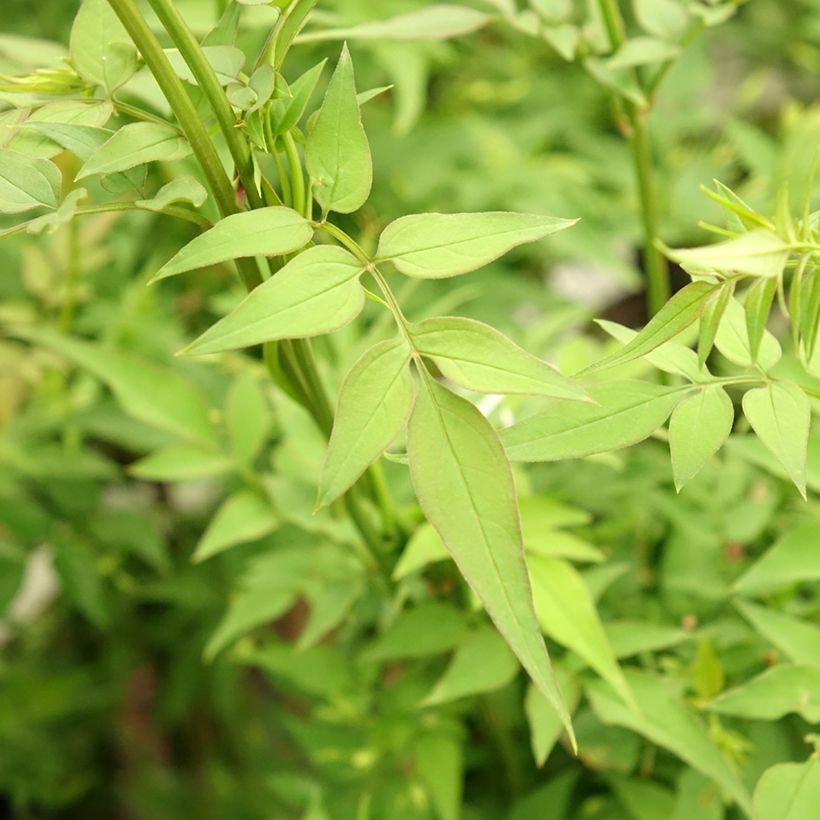 Jasminum officinalis Affinis - Gelsomino comune (Foliage)