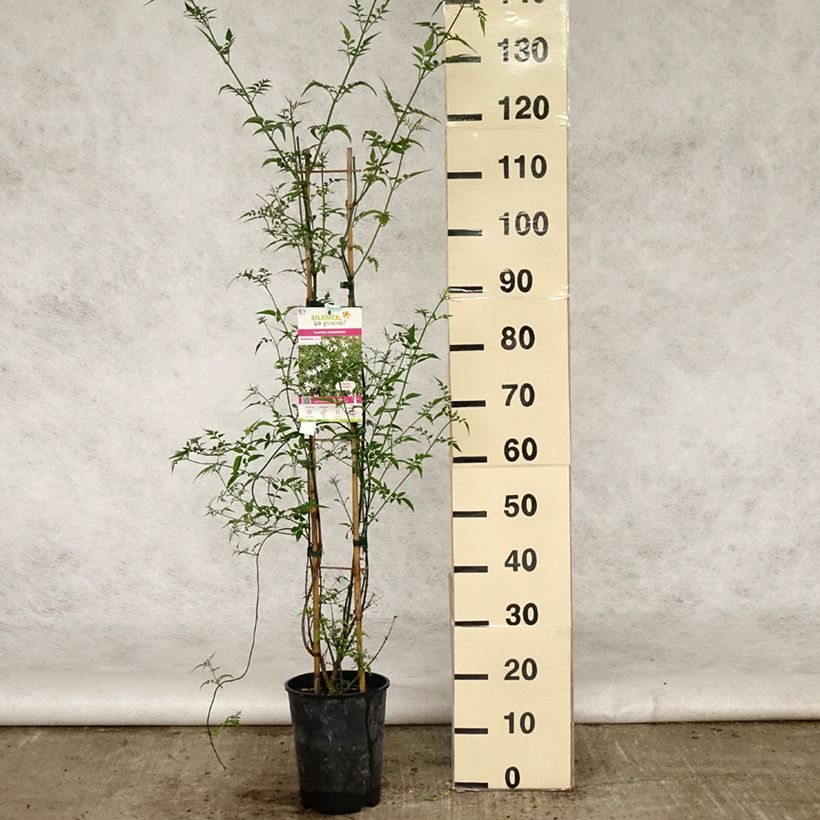 Example of Jasminum officinale - Gelsomino comune Vaso da 4L/5L as you get in printemps