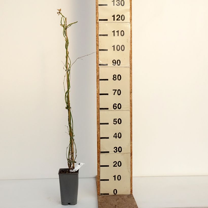 Jasmin officinal - Jasminum officinale Sunbeam Vaso da 3L/4L esemplare consegnato in inverno