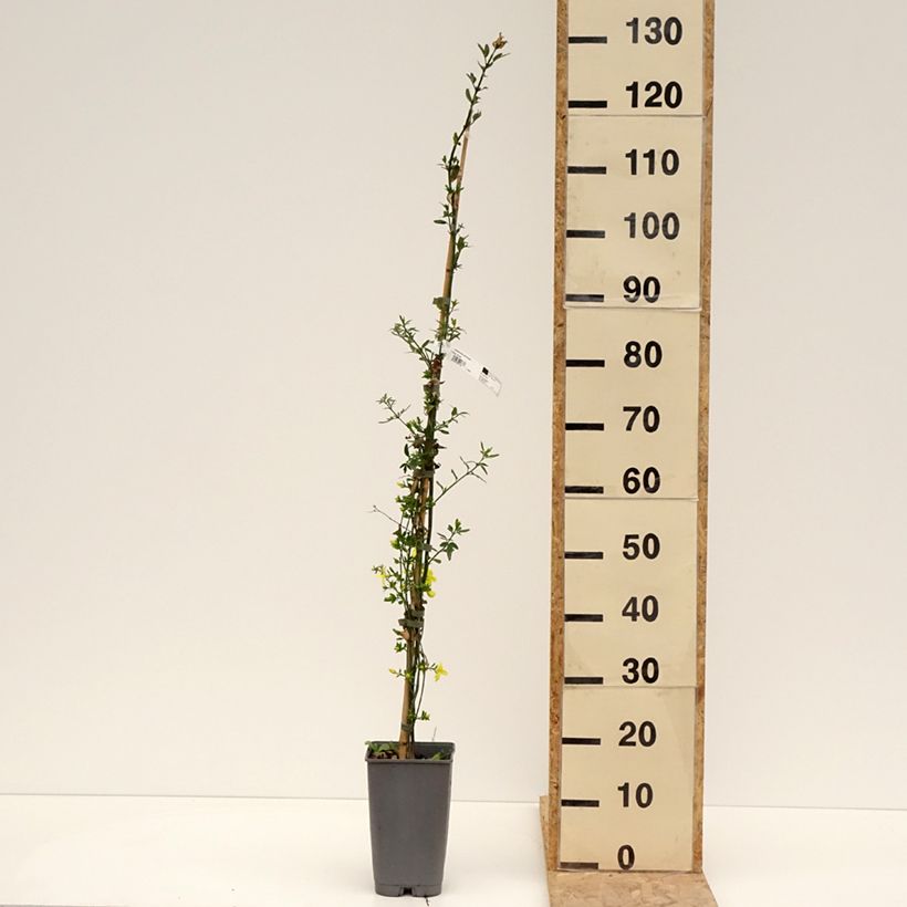 Jasminum mesnyi - Gelsomino di Mesny Vaso da 2L/3L esemplare consegnato in primavera