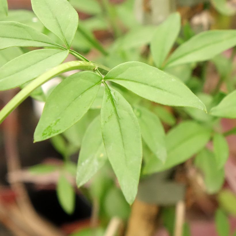 Jasminum mesnyi - Gelsomino di Mesny (Fogliame)
