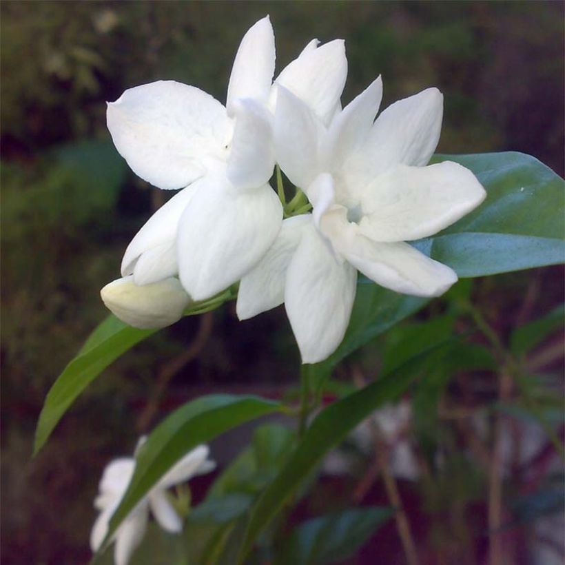 Jasminum sambac - Gelsomino arabo (Fioritura)