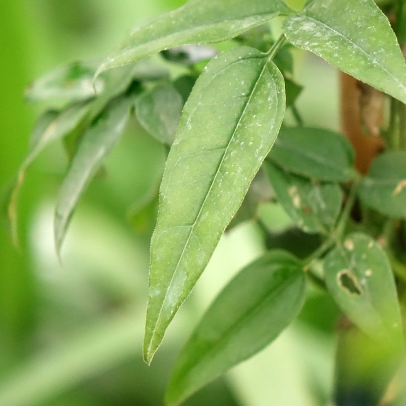 Jasminum Starry Night - Gelsomino (Fogliame)