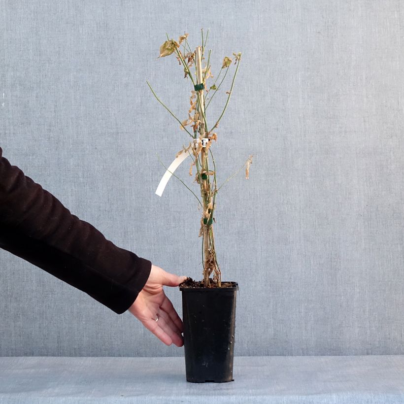 Example of Jasminum stephanense Starry Summer Scent - Gelsomino Vaso da 1,5L/2L as you get in hiver