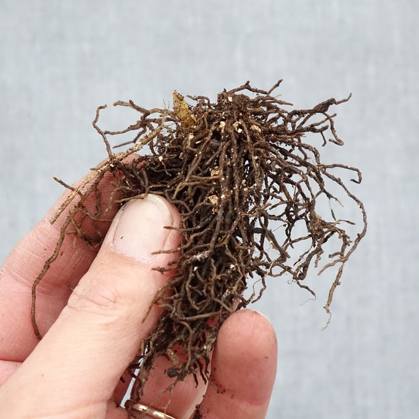 Jeffersonia diphylla Piante piccole a radice nuda esemplare consegnato in inverno