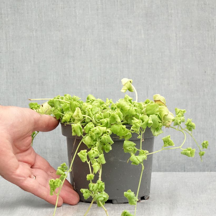 Example of Gynostemma pentaphyllum - Ginpent Vaso da 1,5L/2L as you get in ete