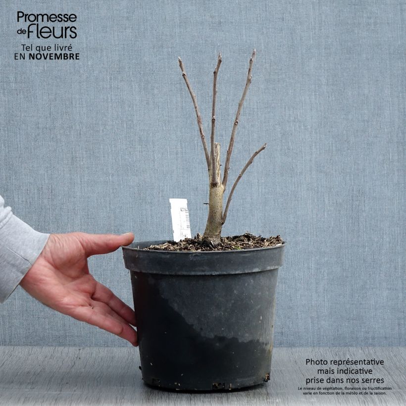 Esemplare di Juglans nigra - Noyer noir Pot de 4L/5L come consegnato in autunno