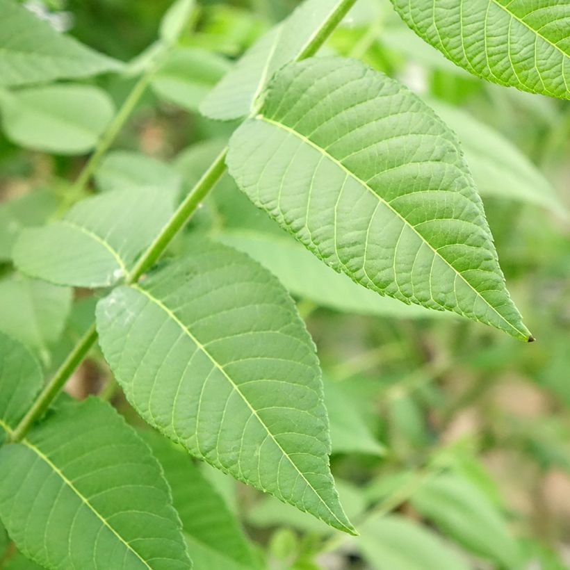 Juglans nigra - Noce nero (Foliage)