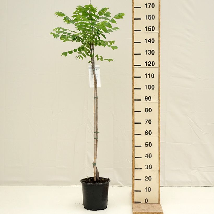 Example of Juglans nigra - Noce nero Vaso da 7,5L/10L as you get in printemps