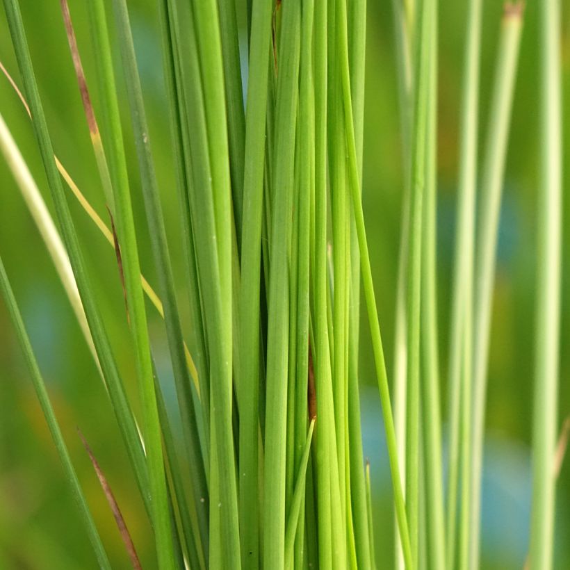 Juncus effusus - Giunco comune (Fogliame)