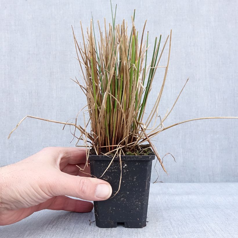 Juncus effusus - Jonc diffus Godet de 8/9 cm esemplare consegnato in inverno