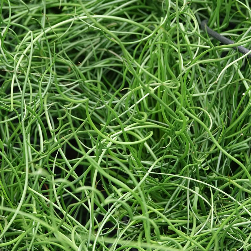 Juncus effusus Spiralis - Giunco cavatappi (Fogliame)