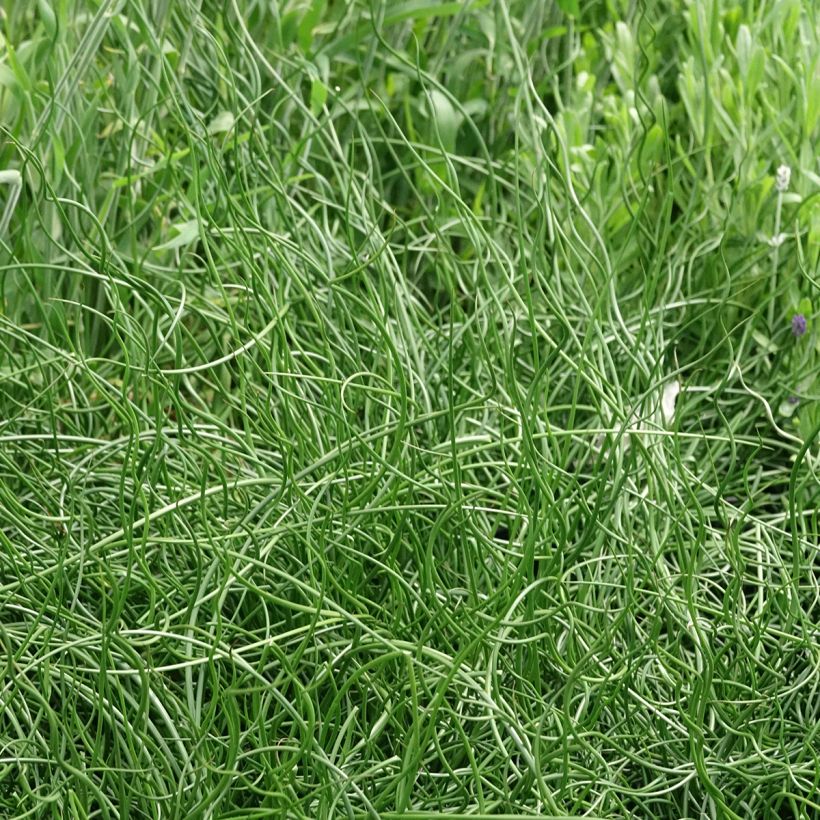 Juncus effusus Spiralis - Giunco cavatappi (Porto)