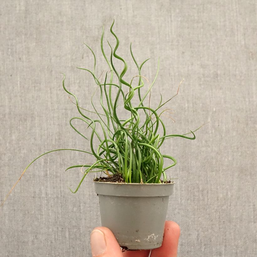 Juncus effusus Spiralis - Giunco cavatappi mini-pianta esemplare consegnato in primavera