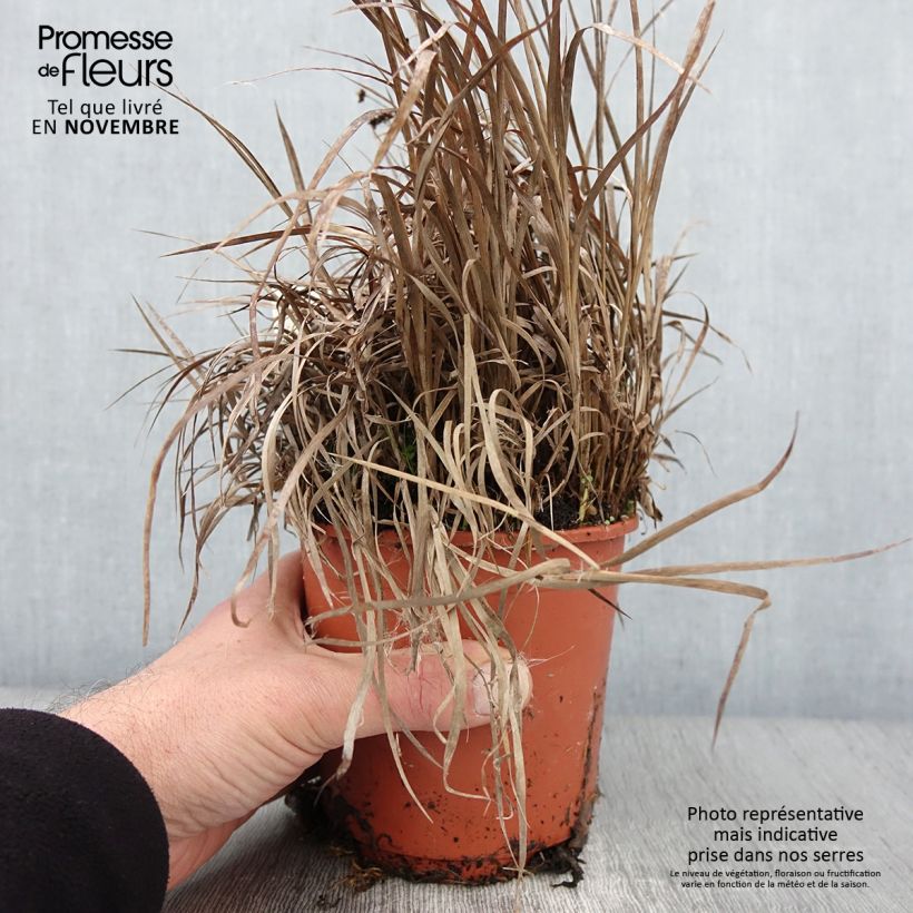 Esemplare di Juncus ensifolius Pot de 1L/1,5L come consegnato in autunno