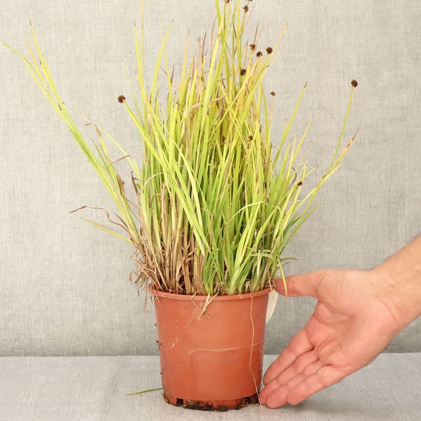 Esemplare di Juncus ensifolius - Giunco a foglie strette Vaso da 1L/1,5L consegnato in estate