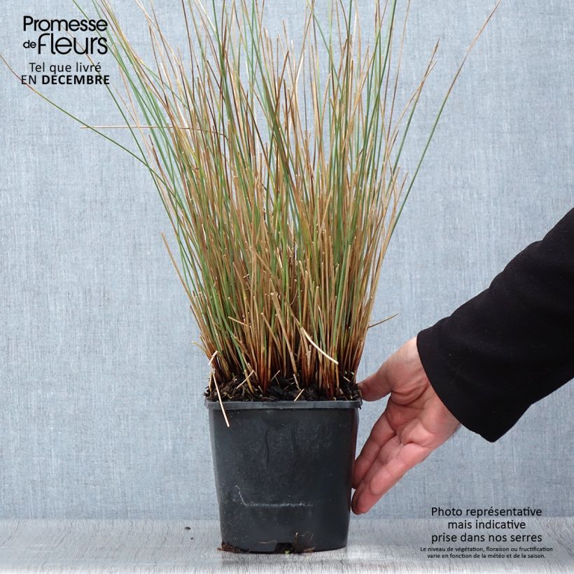Esemplare di Juncus inflexus Blue Arrows - Jonc glauque Pot de 2L/3L come consegnato in autunno