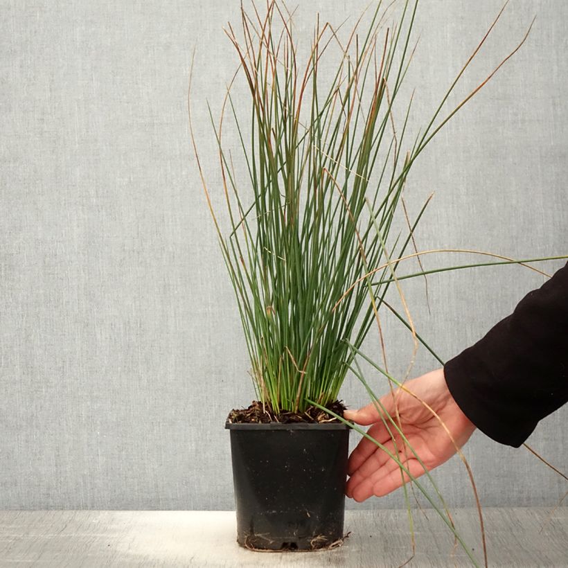 Juncus inflexus Blue Arrows - Giunco tenace Vaso da 2L/3L esemplare consegnato in primavera